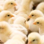 【必見】スーパーの卵からひよこは生まれるのか!? 気になる疑問を解決!