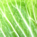 料理の味が変わってくる!? 野菜の繊維に沿う切り方と向きの関係教えます