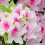 ツツジの蜜は甘くておいしい!毒はあるの?実際は飲んでも問題ない?