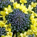 ブロッコリーの黄色の花は食べられる?安全性は?