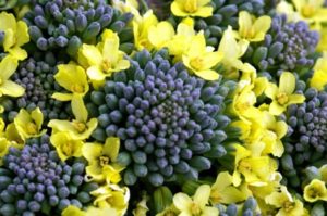 【保存版】ブロッコリーの花の食べ方は?美味しく食べる方法3選