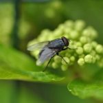 ハエがドライヤーで退治できる!! 習性を利用して確実に駆除する方法!!