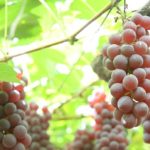 【必見】ぶどうの皮は食べてもいい?おなか壊す?味は?葡萄の種類別に解説!