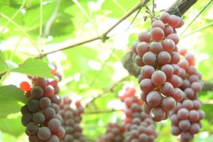 【必見】ぶどうの皮は食べてもいい?おなか壊す?味は？葡萄の種類別に解説！