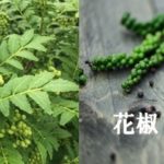 【保存版】花椒と山椒の違いは?味や使い方も違うの? 徹底解説!