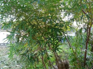 キャッサバってどんな植物?毒性やアレルギーはある?美味しい食べ方は?