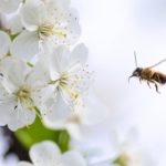 タイ旅行中にできた虫さされが痛い!何の虫かわからない時の対処法
