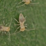 【必見】チャタテムシを気にしないで大丈夫?発生原因と対策法