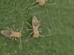 【必見】チャタテムシを気にしないで大丈夫?発生原因と対策法