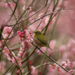 【驚愕】小鳥やニワトリに血液型ってあるの?人間と同じ?結果はなんと…