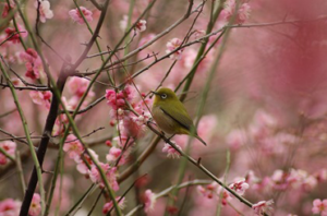 【驚愕】小鳥やニワトリに血液型ってあるの?人間と同じ?結果はなんと…