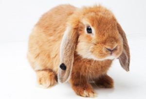 【必見】うさぎ飼い必読!恐怖の「うっ滞」 症状と対策!ガスピタンが有効ってホントに? ?真相は…
