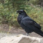 びっくり!カラスは夜にゴミをあさらない!? カラスの修正を活かしたごみ漁り対策とは