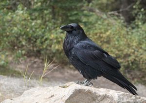 びっくり!カラスは夜にゴミをあさらない!? カラスの修正を活かしたごみ漁り対策とは