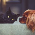 招き猫ではなく招き犬とは?その意味と運気を解説!