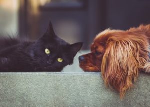 招き猫ではなく招き犬とは?その意味と運気を解説!