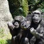 【必見】ゴリラVSチンパンジー どっちが強い!?　徹底検証!