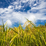 【必見】お米の管理に要注意!　コクヌストモドキの駆除方法