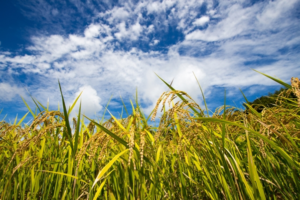 【必見】お米の管理に要注意! コクヌストモドキの駆除方法