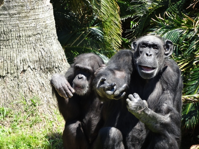 必見 ゴリラvsチンパンジー どっちが強い 徹底検証 日常生活の知恵袋