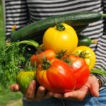 【保存版】家庭菜園での虫よけには牛乳が効く?!