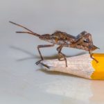 アザミウマが大量発生!! 駆除と再発を防ぐ対策はこまめに!!